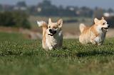 CORGI PEMBROKE 1145